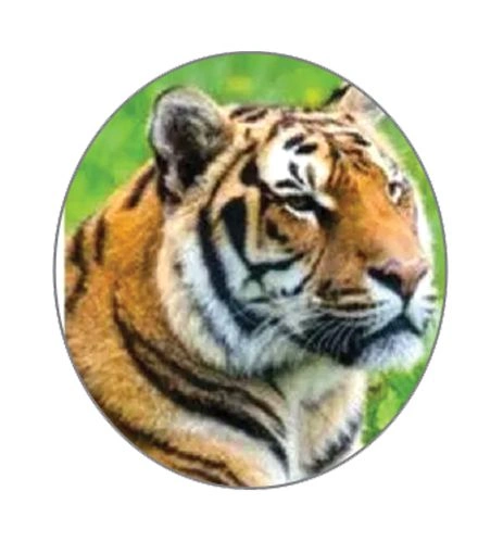 National Animal Royal Bengal Tiger