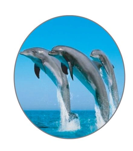 National Aquatic Animal Ganga River Dolphin