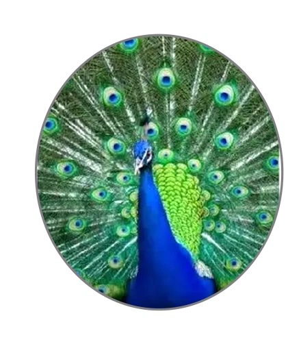 National Bird Peacock