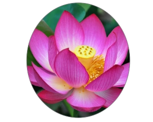 National Flower Lotus