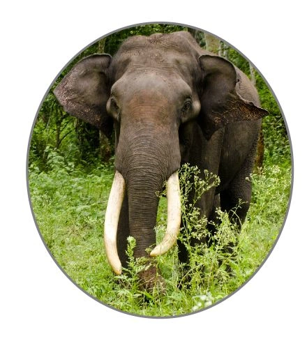 National Heritage Animal Indian Elephant