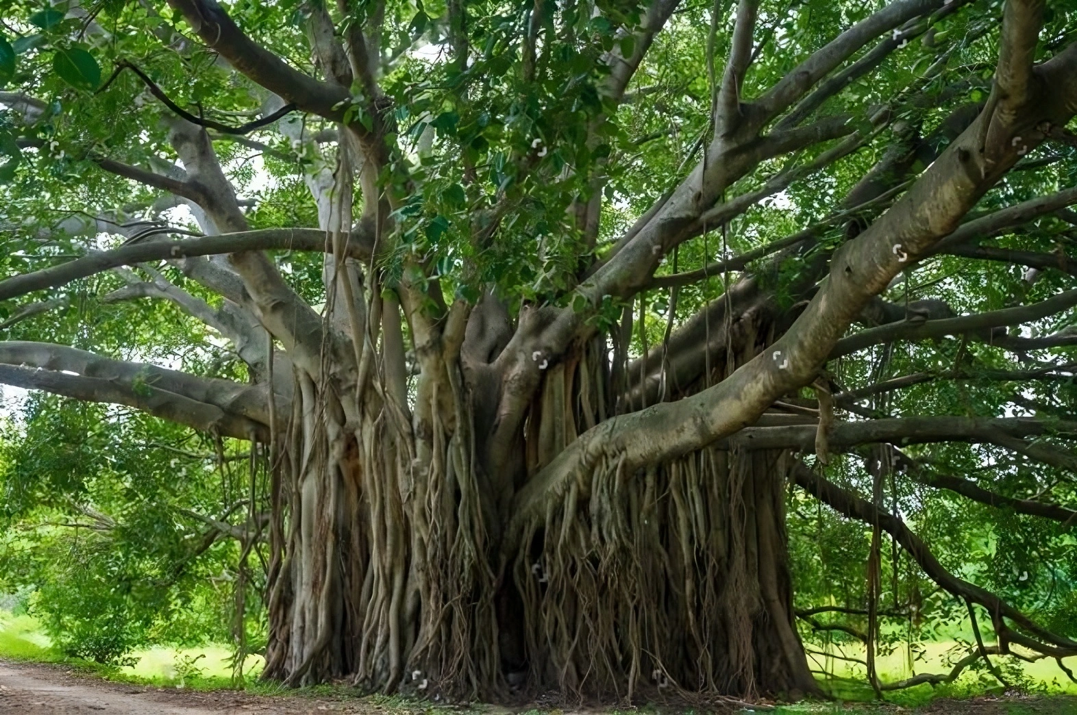 National Tree Indian Banyan
